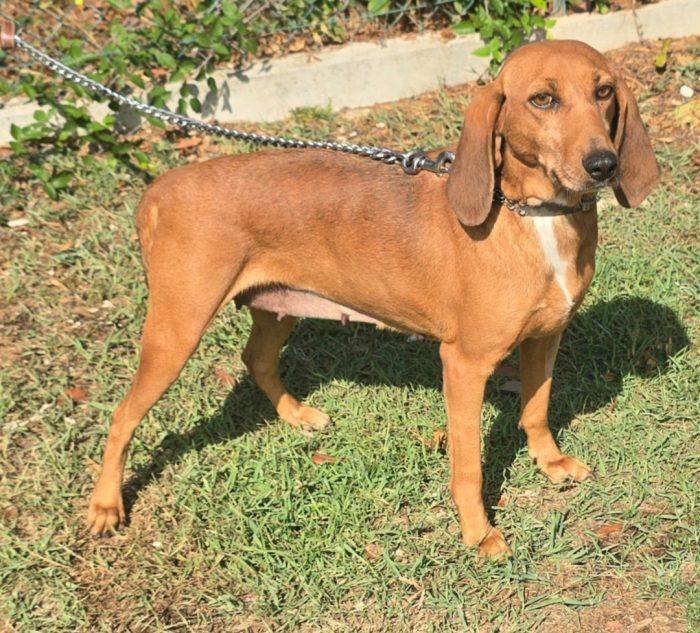 Eugenia 3 anni segugia