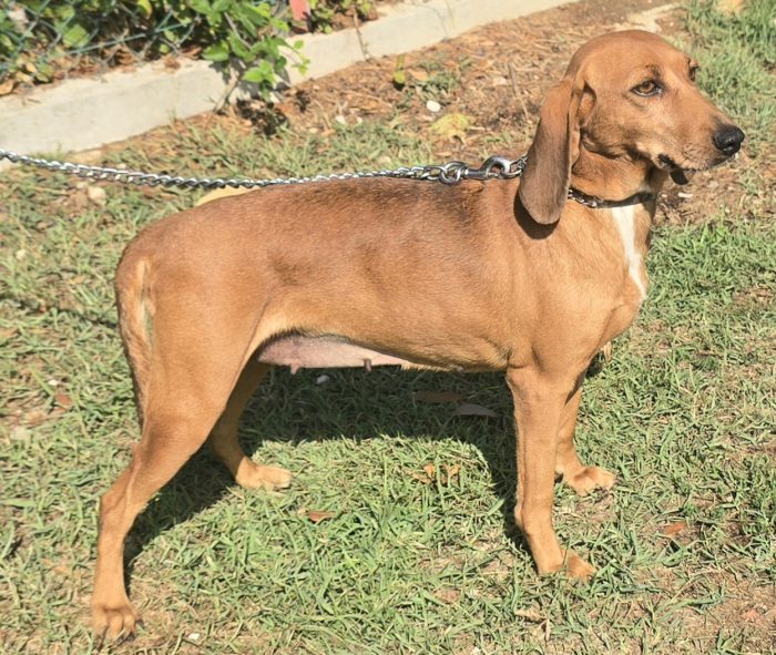 Eugenia 3 anni segugia