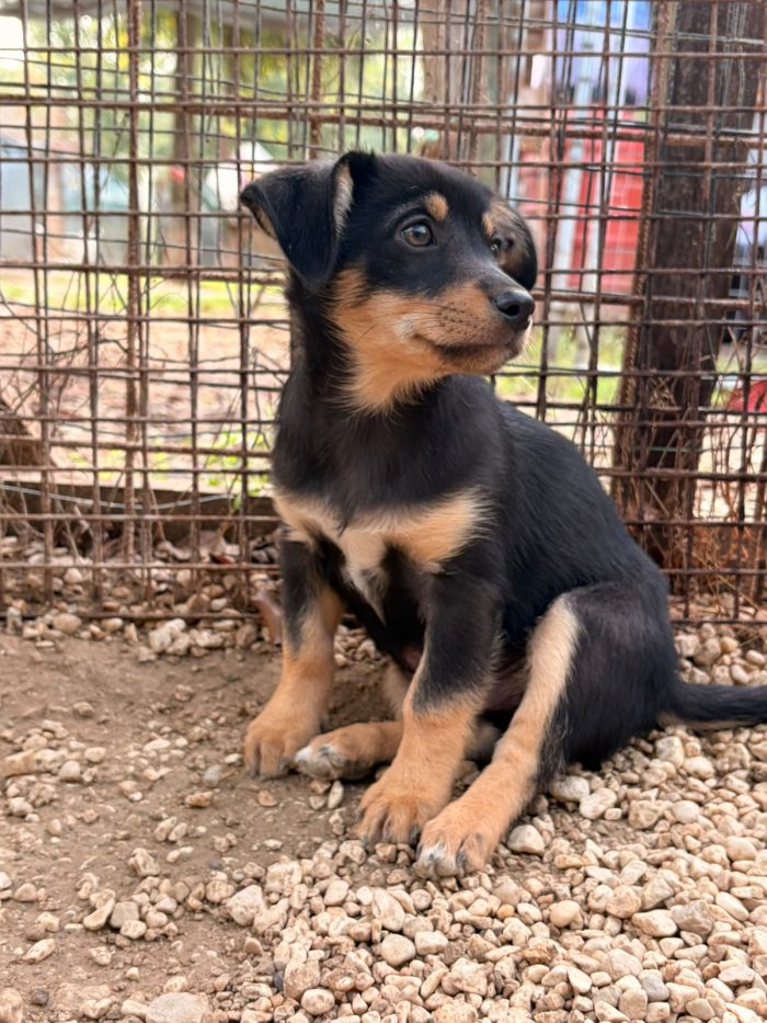IL PICCOLO OTTO