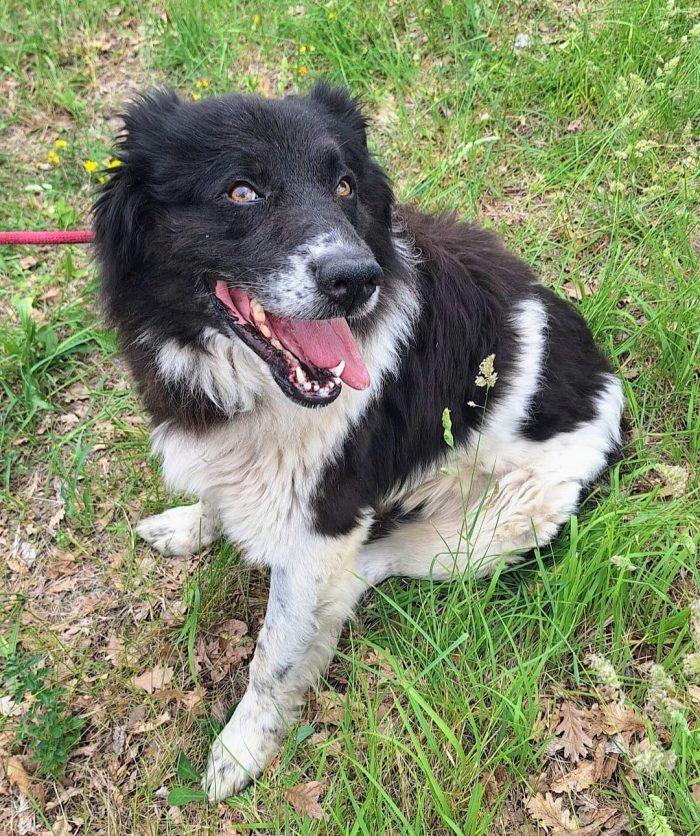 Dolce Cosmo, 3 anni, 30 kg