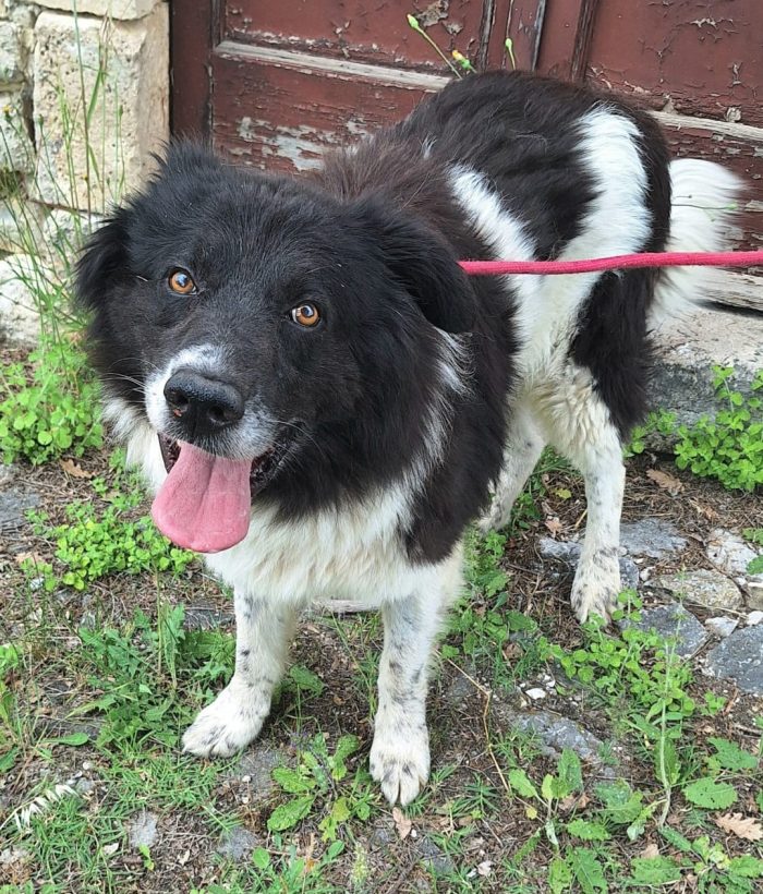 Dolce Cosmo, 3 anni, 30 kg - media 4