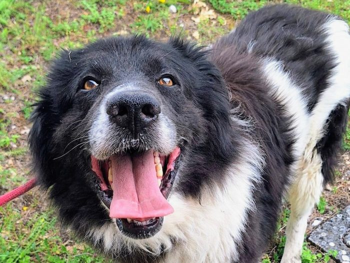 Dolce Cosmo, 3 anni, 30 kg