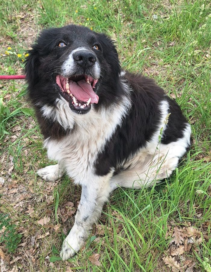 Dolce Cosmo, 3 anni, 30 kg - media 7