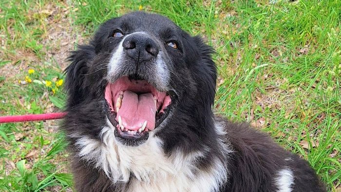Dolce Cosmo, 3 anni, 30 kg - media 6