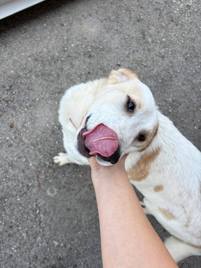 Malu adozione cucciolo cieco