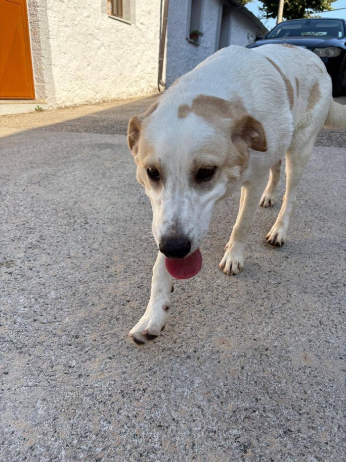 Malu adozione cucciolo cieco