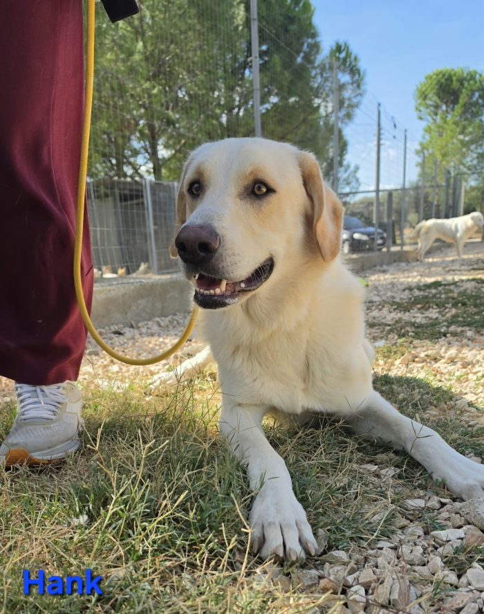 Giovane maschio mix labrador