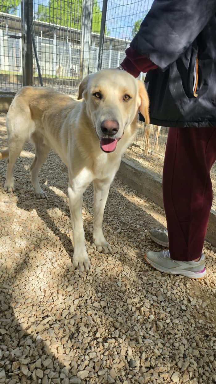Giovane maschio mix labrador - media 5