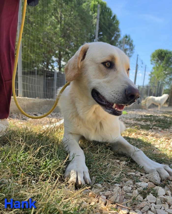 Giovane maschio mix labrador
