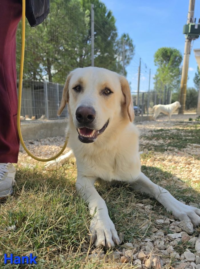 Giovane maschio mix labrador - media 4
