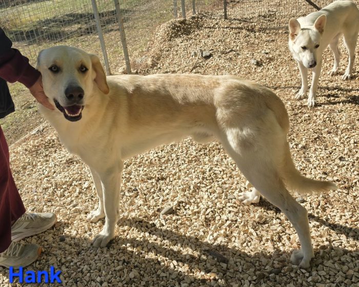 Giovane maschio mix labrador
