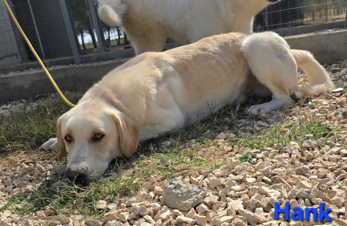 Giovane maschio mix labrador - media 6