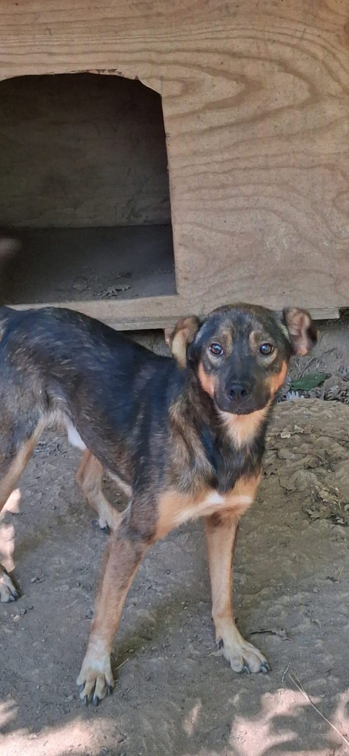 Mimmo, taglia medio piccola, 2 anni