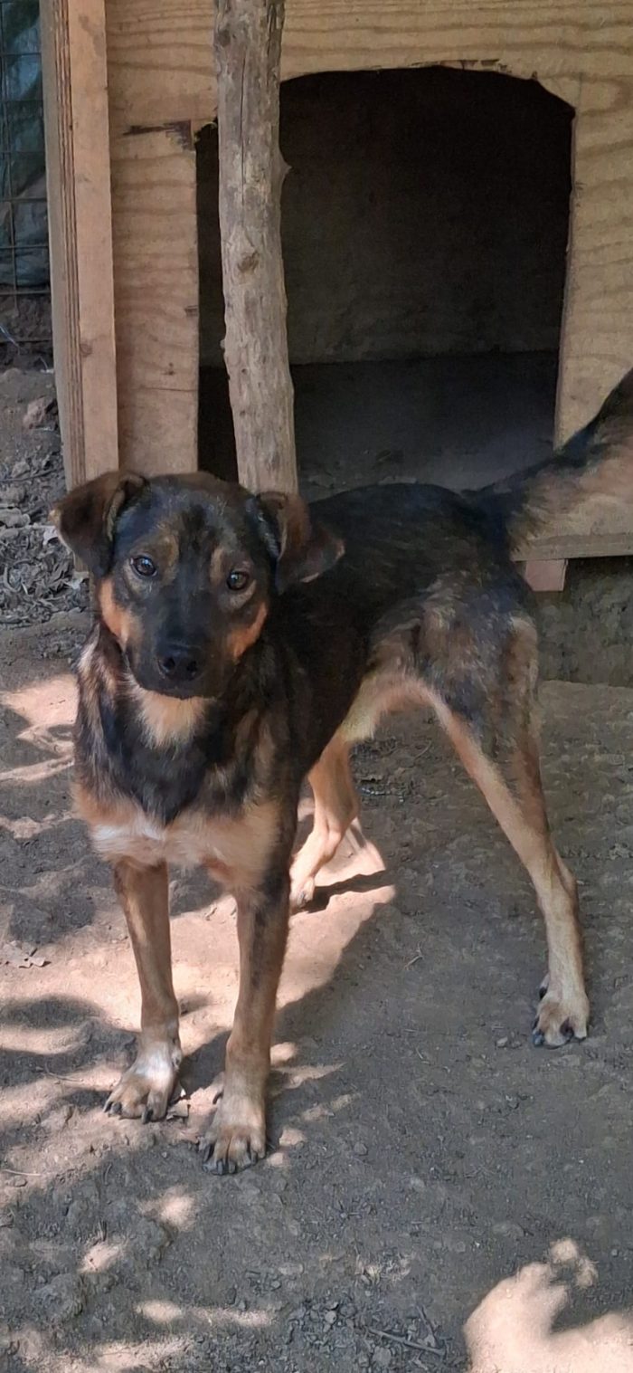 Mimmo, taglia medio piccola, 2 anni