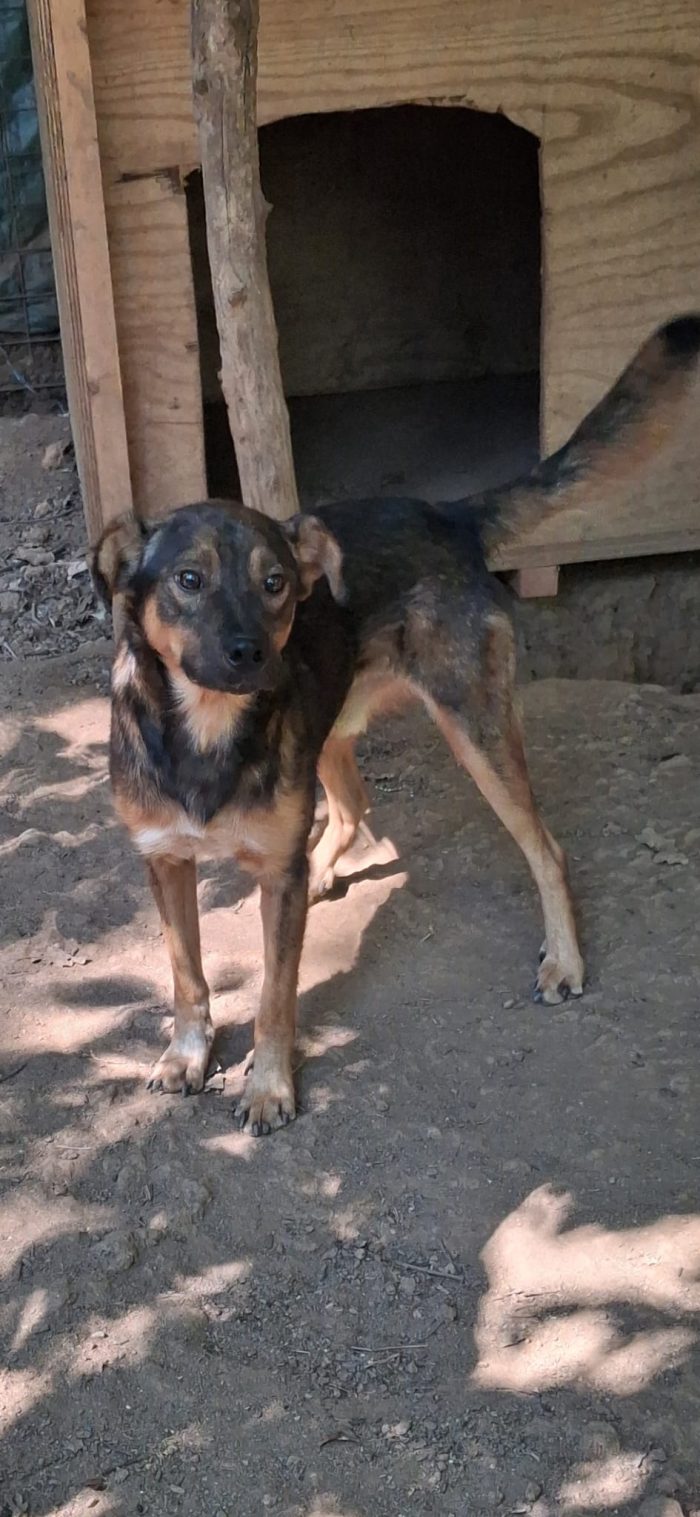 Mimmo, taglia medio piccola, 2 anni