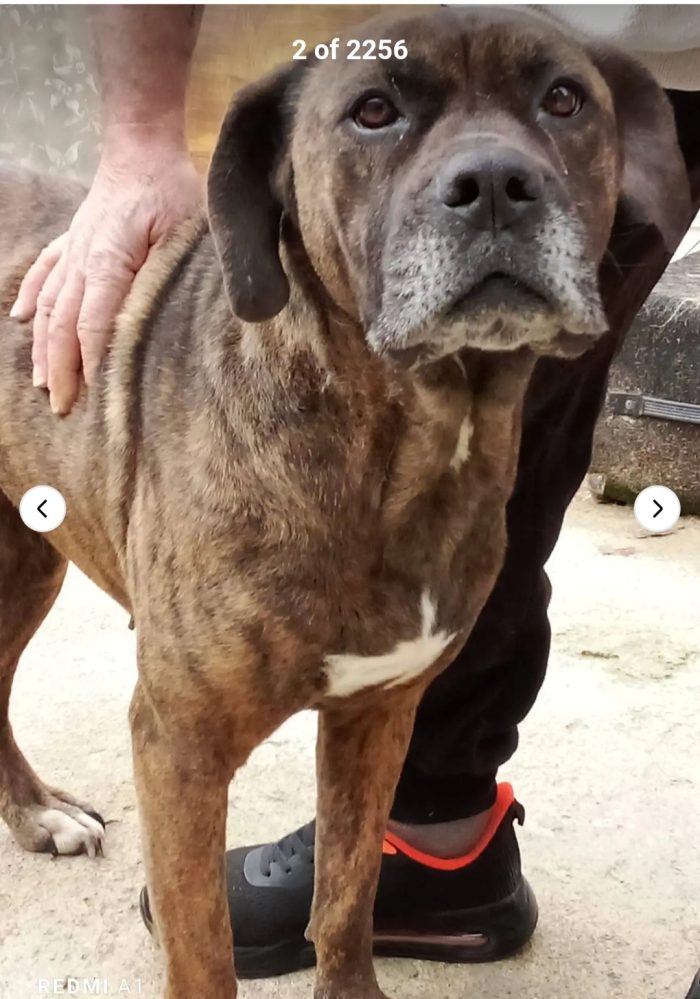 Laika molossina 9anni..anni di incuria..MILANO