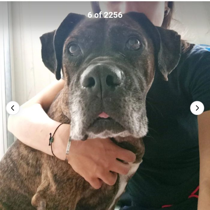 Laika molossina 9anni..anni di incuria..MILANO