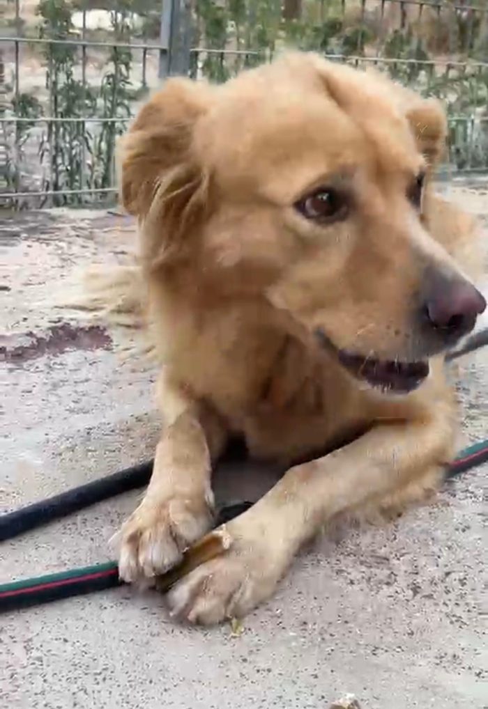 Cecilia dolcissima cagnolona a pelo lungo