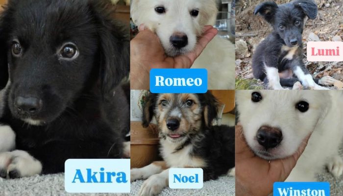 🩵CUCCIOLO NOEL CERCA LA SUA CASA 🏠💕