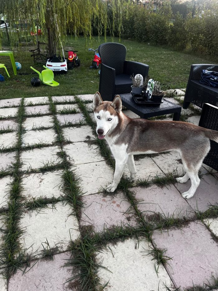 💙CUCCIOLO SIBERIAN HUSKY, KODI CERCA CONDIVISIONI E ADOZIONE