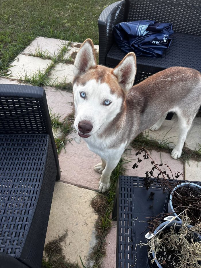 💙CUCCIOLO SIBERIAN HUSKY, KODI CERCA CONDIVISIONI E ADOZIONE