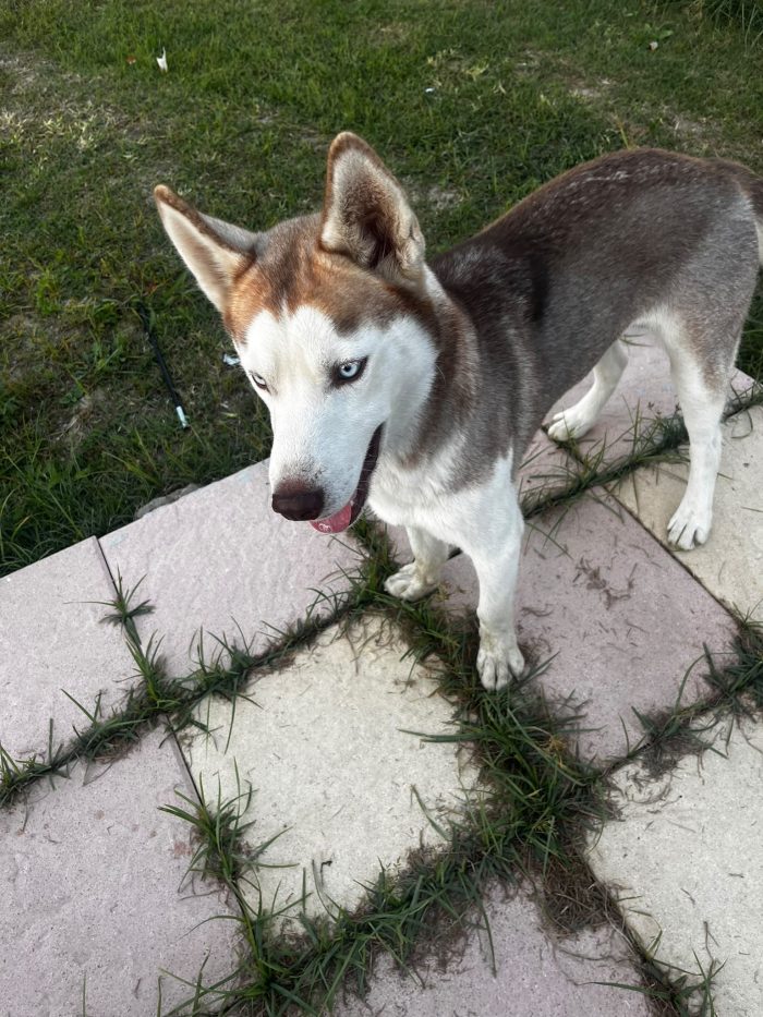 💙CUCCIOLO SIBERIAN HUSKY, KODI CERCA CONDIVISIONI E ADOZIONE