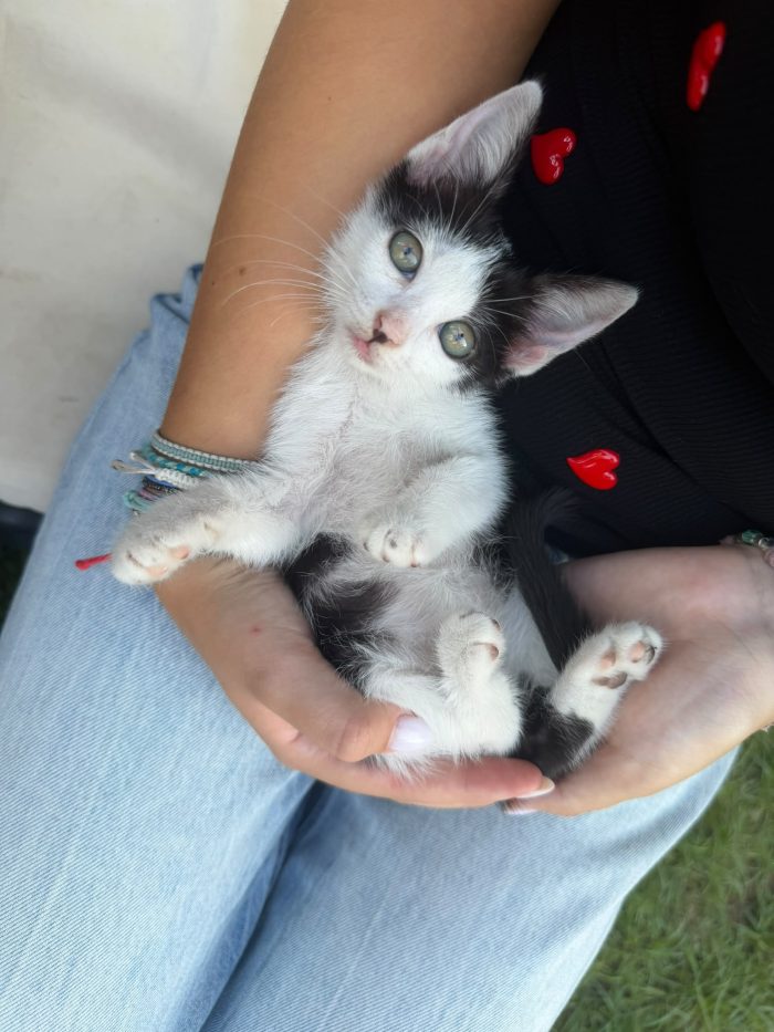 PULCE - gattina di 2 mesi