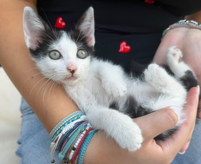 PULCE - gattina di 2 mesi