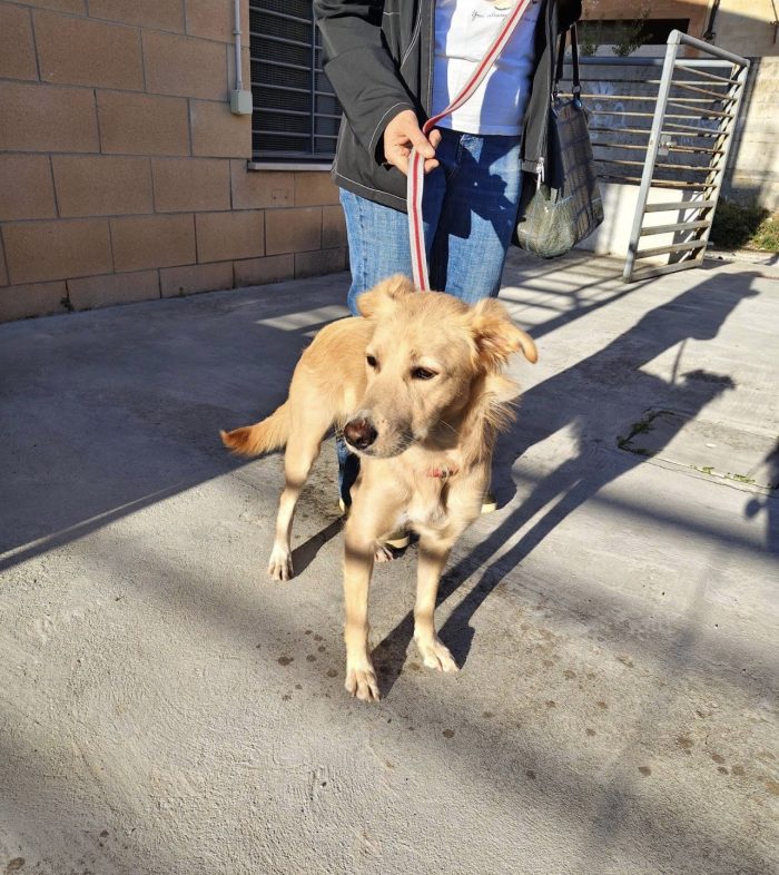 Maya dolcissima cagnolina taglia medio piccola