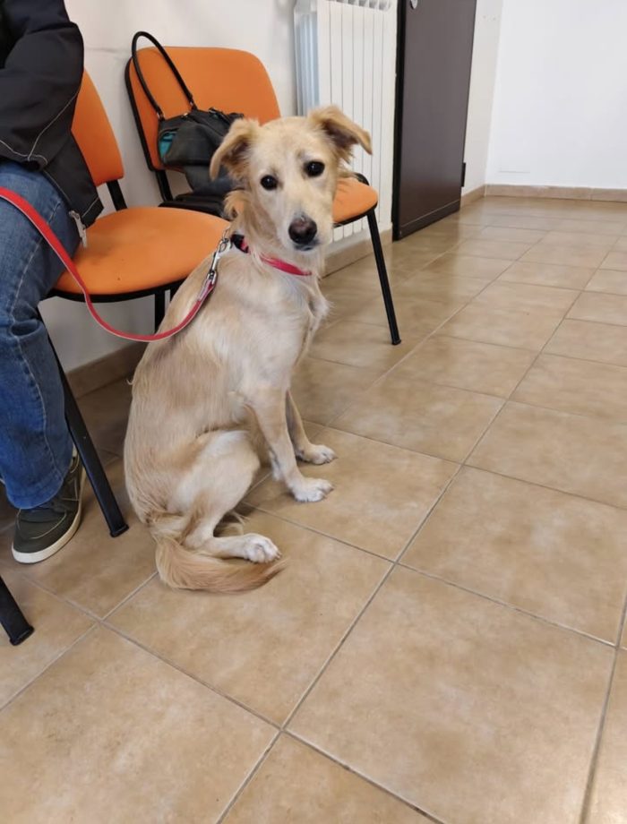Maya dolcissima cagnolina taglia medio piccola