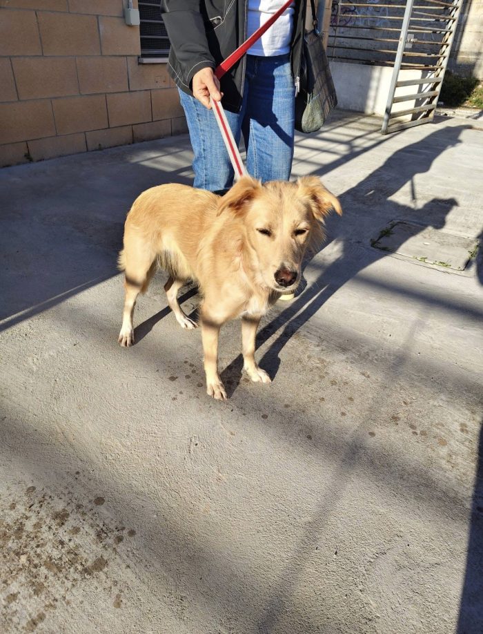 Maya dolcissima cagnolina taglia medio piccola