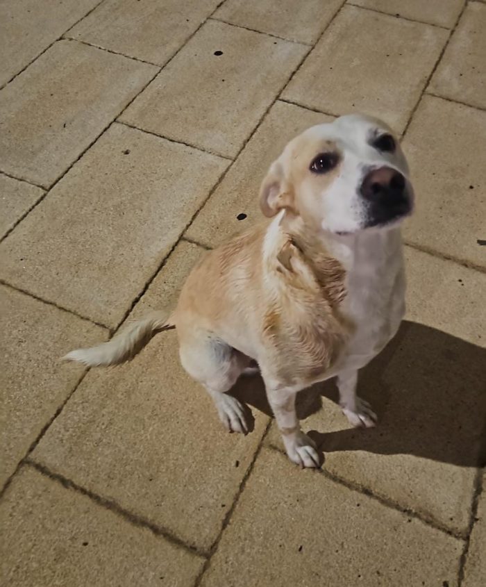Rey il cagnolone dal cuore d’oro