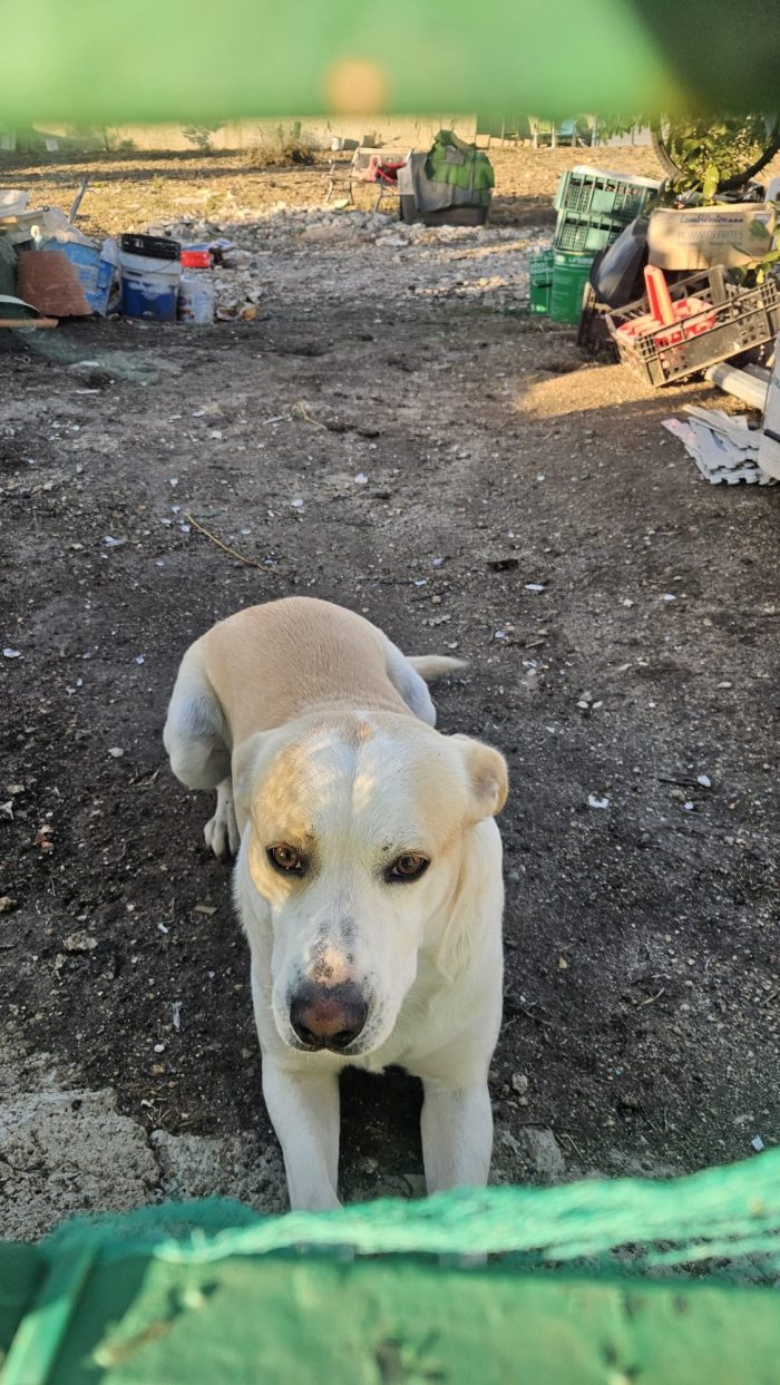 Rey il cagnolone dal cuore d’oro - media 4