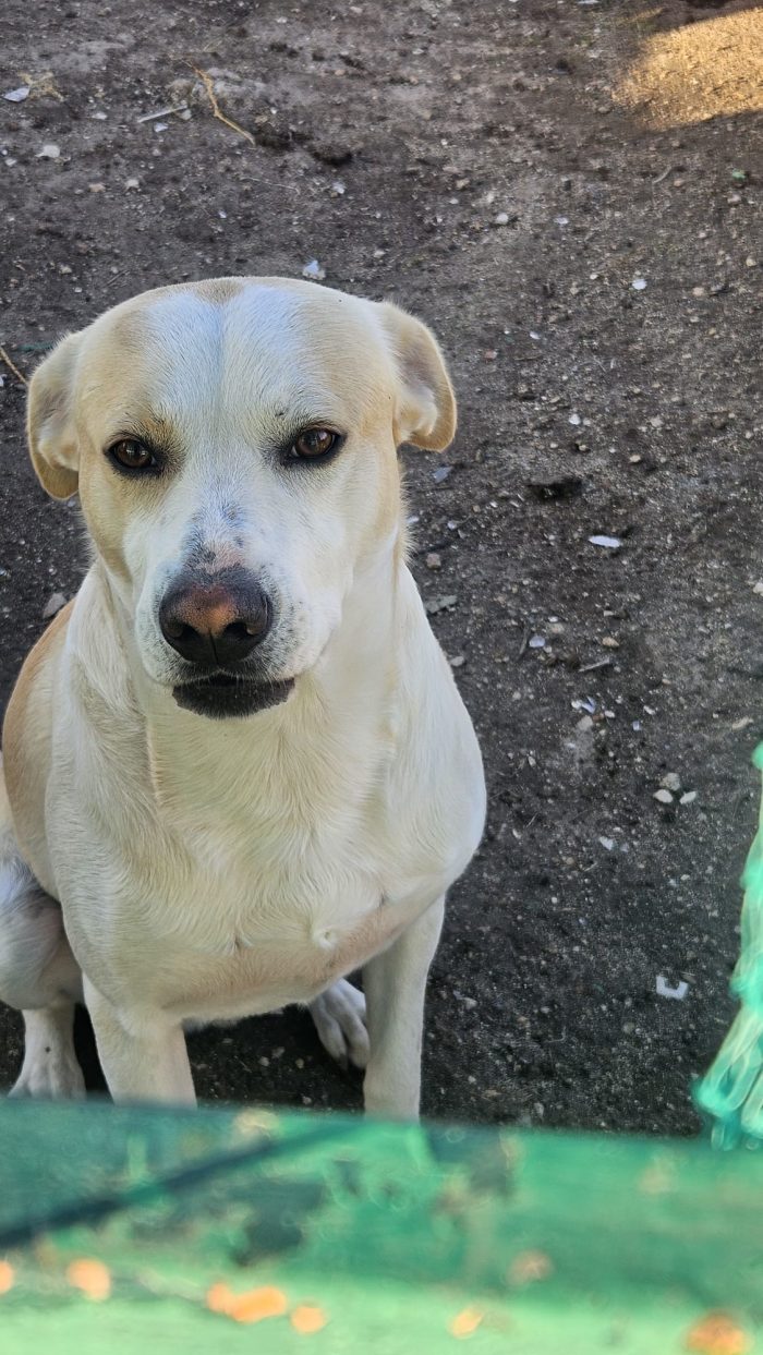Rey il cagnolone dal cuore d’oro