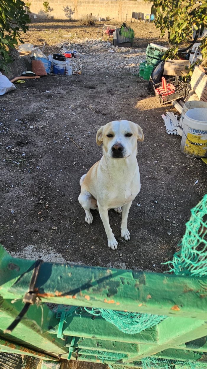 Rey il cagnolone dal cuore d’oro - media 5