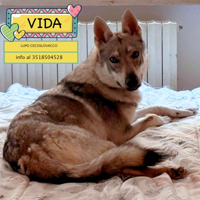 Vida splendida femmina lupo cecoslovacco pura cerca casa - in adozione