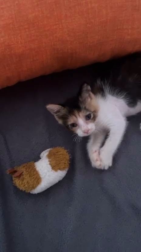 STELLINA, dolcissima micina in adozione!