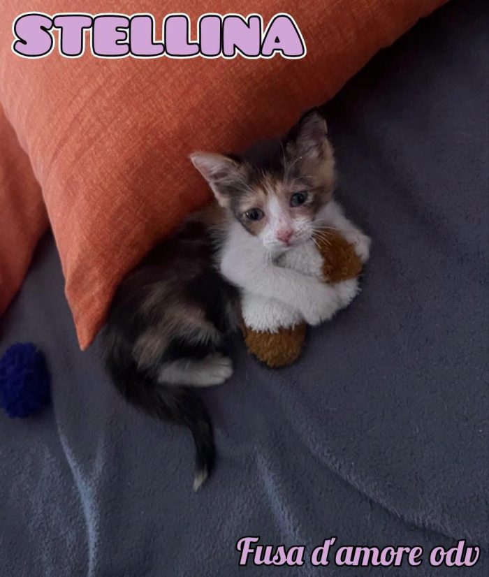 STELLINA, dolcissima micina in adozione!