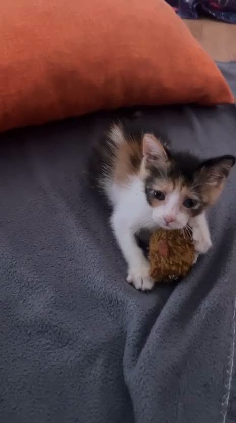STELLINA, dolcissima micina in adozione!