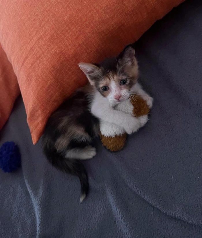 STELLINA, dolcissima micina in adozione! - media 7