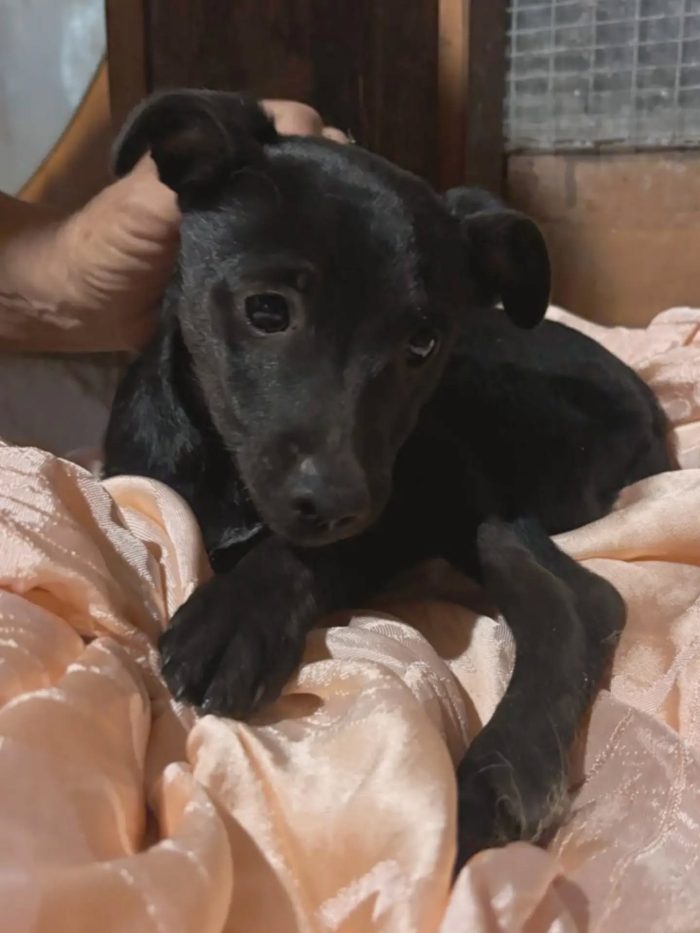 Bruno e Cuore dolci cuccioli 4 mesi cercano casa - in adozione