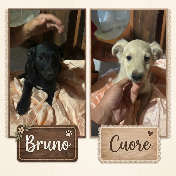 Bruno e Cuore dolci cuccioli 4 mesi cercano casa - in adozione