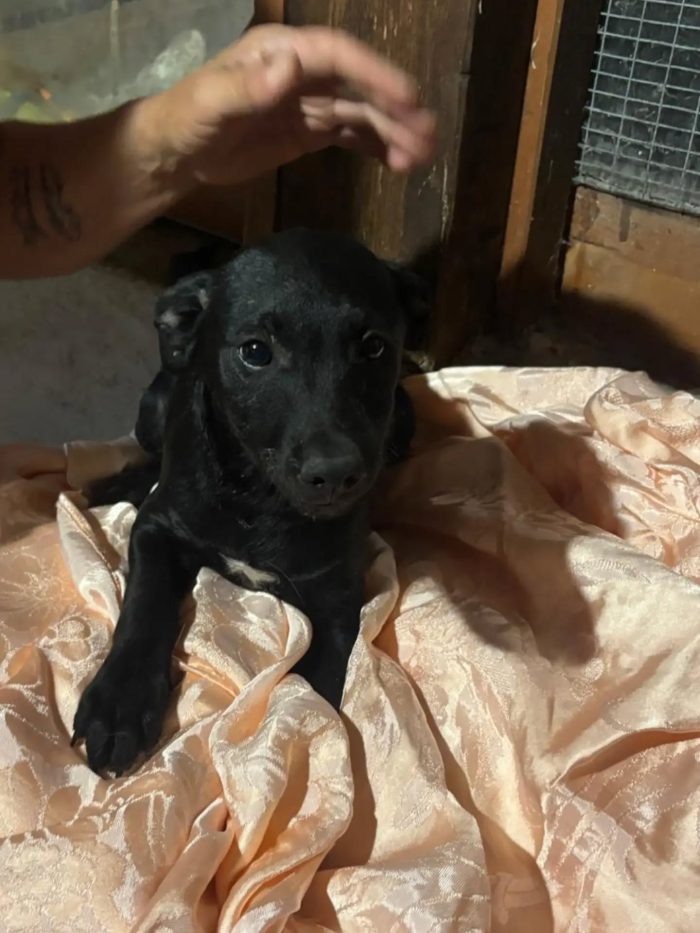 Bruno e Cuore dolci cuccioli 4 mesi cercano casa - in adozione