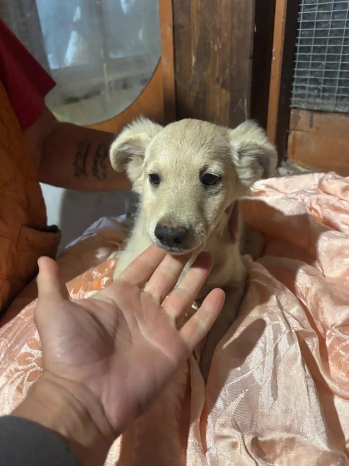Bruno e Cuore dolci cuccioli 4 mesi cercano casa - in adozione - media 4