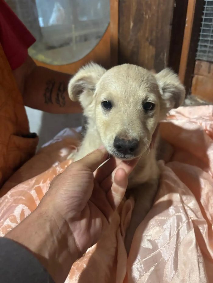 Bruno e Cuore dolci cuccioli 4 mesi cercano casa - in adozione - media 5