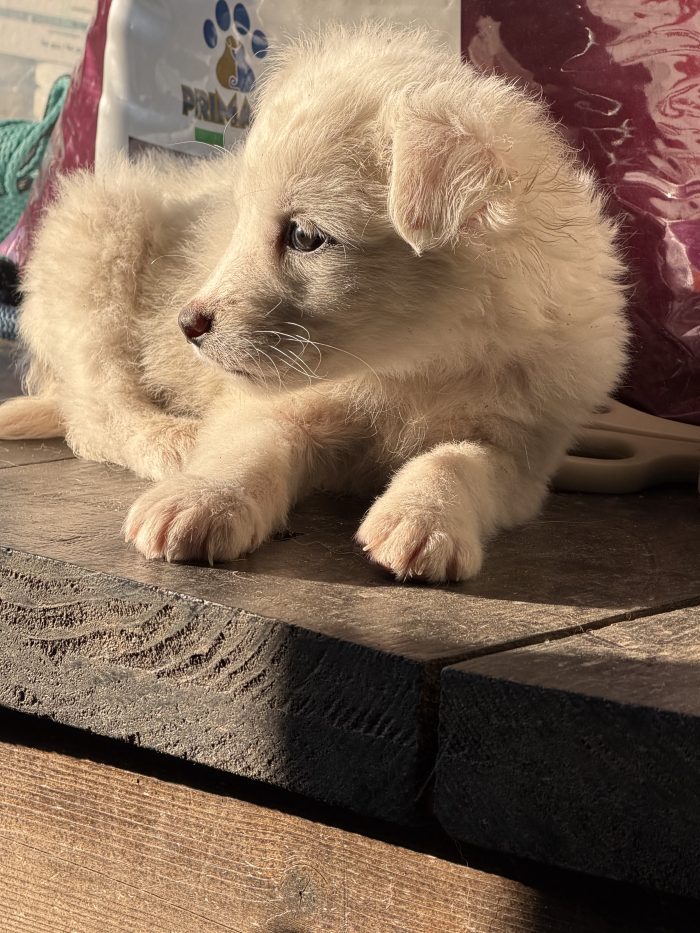 💖🐾 JESSIE splendida cucciola in adozione