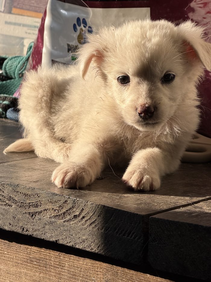 💖🐾 JESSIE splendida cucciola in adozione