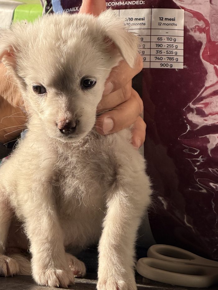 💖🐾 JESSIE splendida cucciola in adozione - media 4