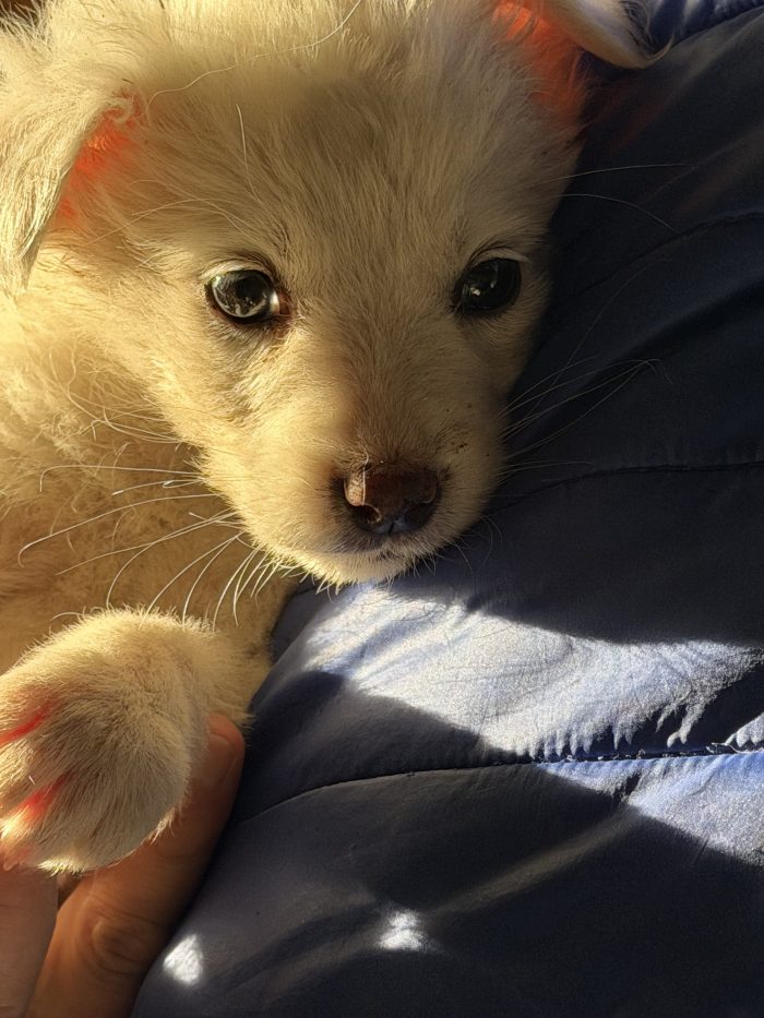💖🐾 JESSIE splendida cucciola in adozione - media 5