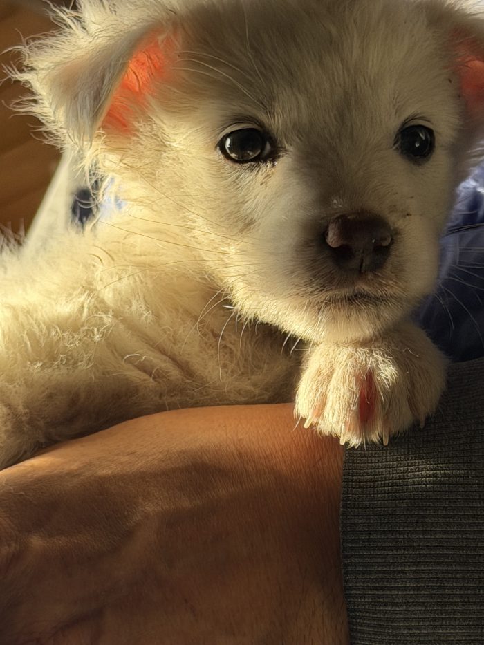 💖🐾 JESSIE splendida cucciola in adozione - media 6